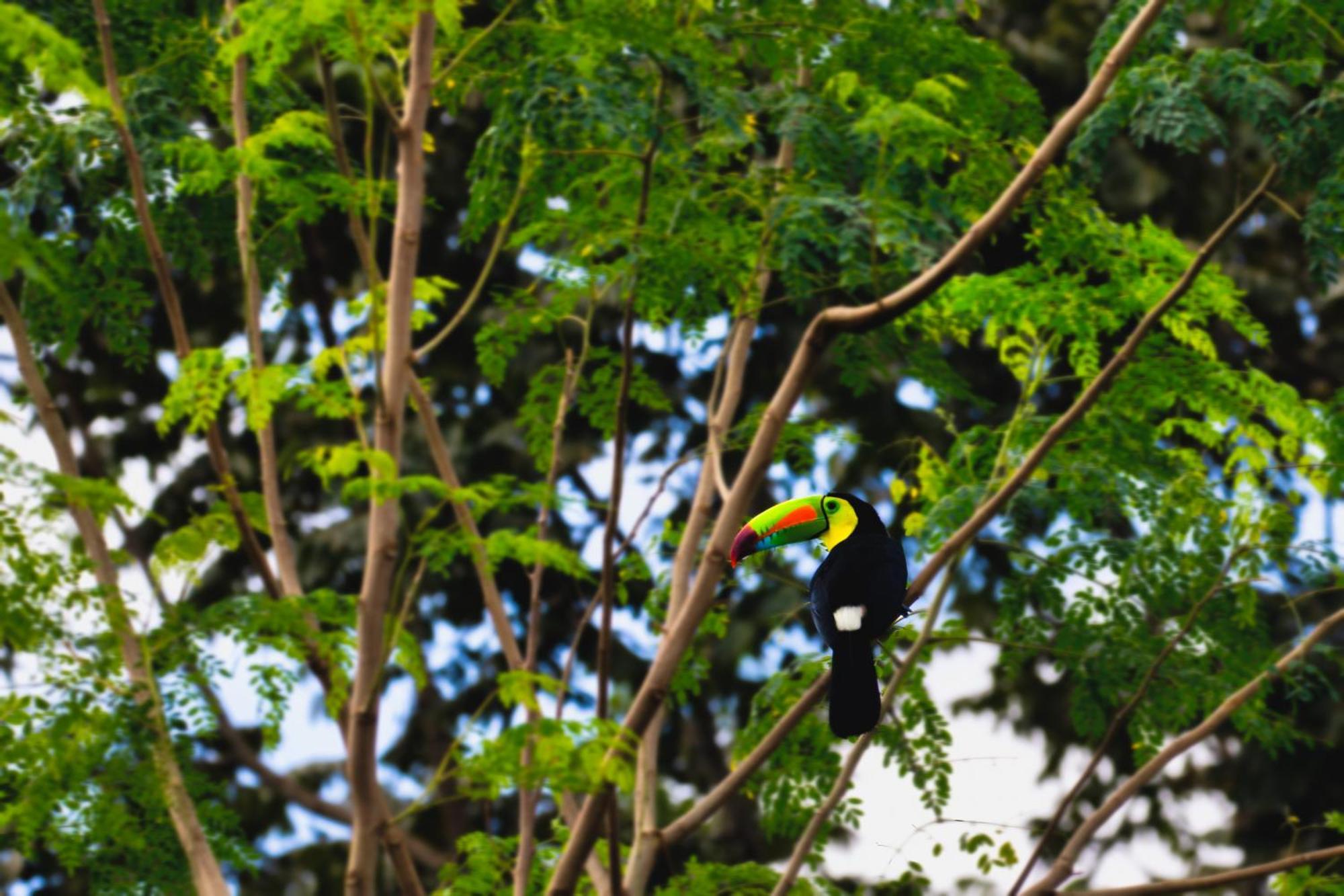 Rio Celeste, Aire Acondicionado, Comodidad *